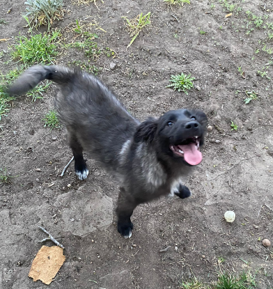 Adopter Savannah