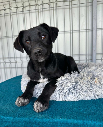 Adopter Opal