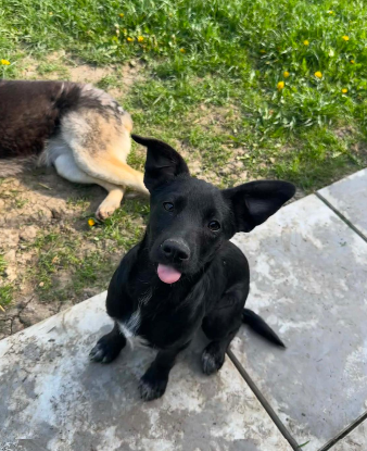 Adopter Opal