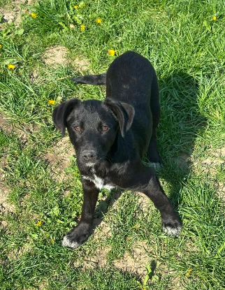 Adopter Opal