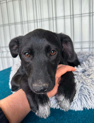 Adoption Opal