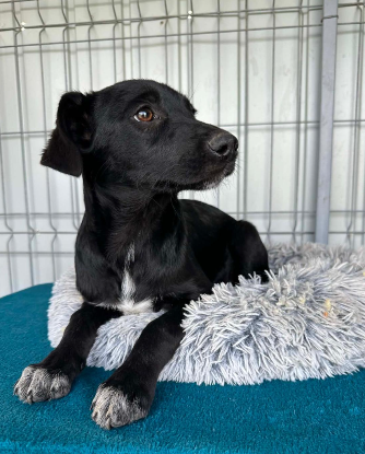 Adoption Opal