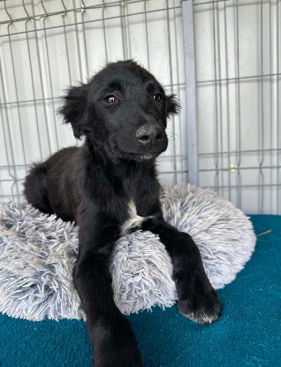 Adopter Ofelia
