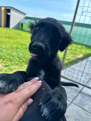 Adopter Ofelia
