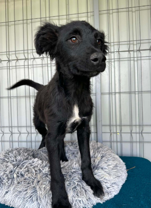 Adopter Ofelia