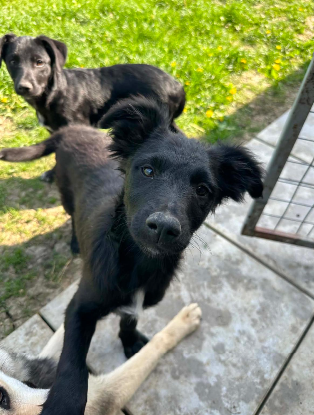 Adoption Ofelia