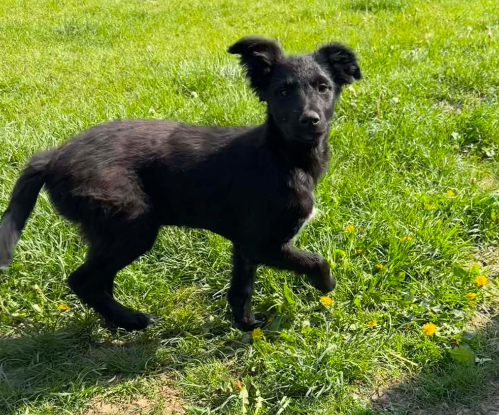 Adoption Ofelia