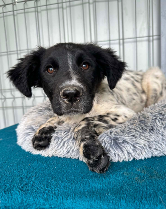 Adopter Odin