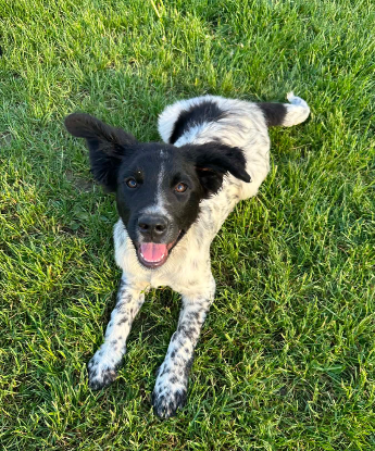 Adopter Odin
