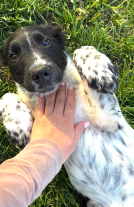 Adopter Odin