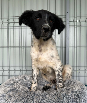 Adoption Odin