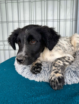 Adoption Odin