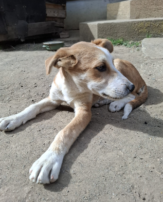 Adopter Malik