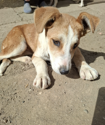 Adopter Malik