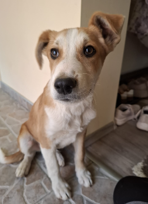 Adoption Malik