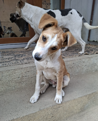 Adoption Malik