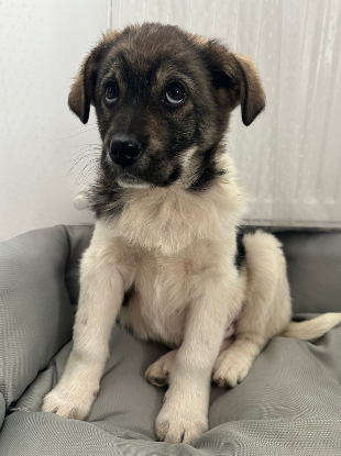 Adopter Lidia
