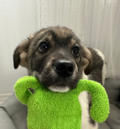 Adopter Lidia
