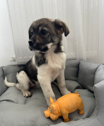 Adopter Lidia