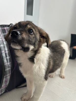 Adoption Lidia
