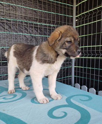 Adoption Lidia