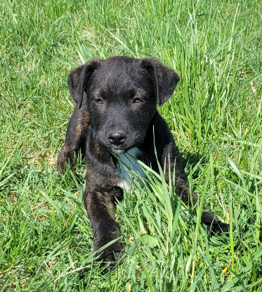 Adopter Cyra