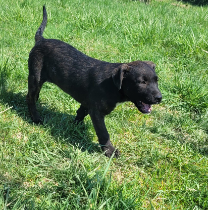 Adopter Cyra