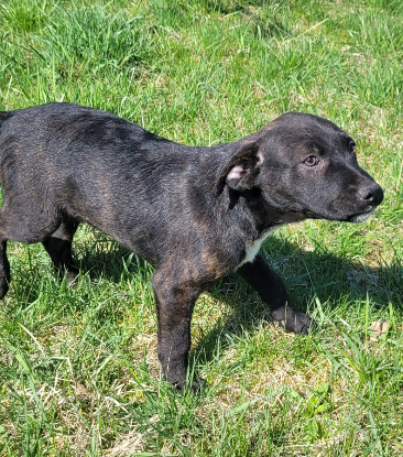 Adoption Cyra