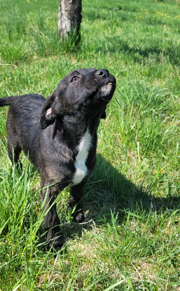 Adoption Cyra
