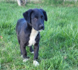 Cassius