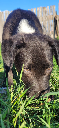 Adopter Cassius