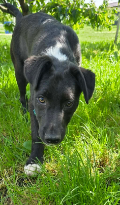 Adoption Cassius