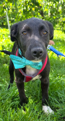 Adoption Cassius