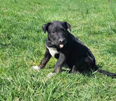 Adopter Calvin