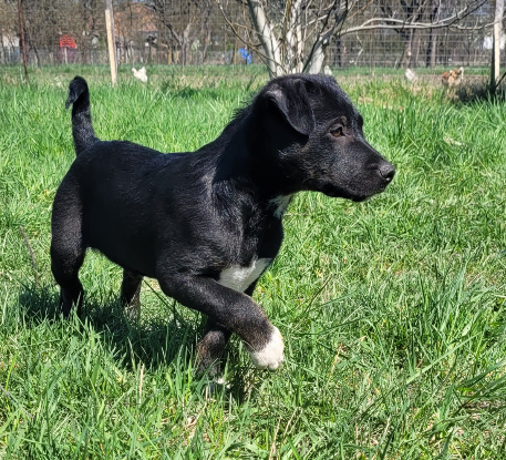 Adopter Calvin