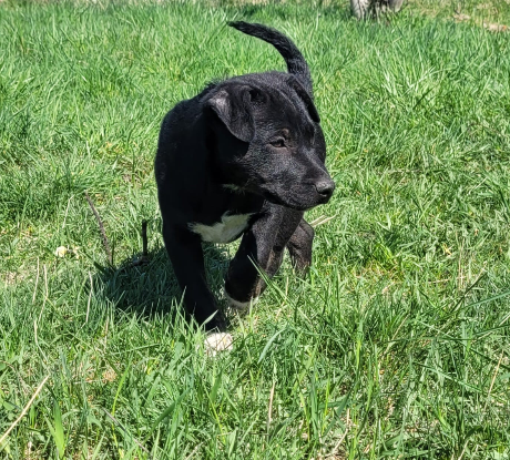 Adopter Calvin