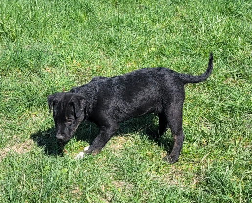 Adoption Calvin