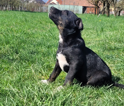 Adoption Calvin