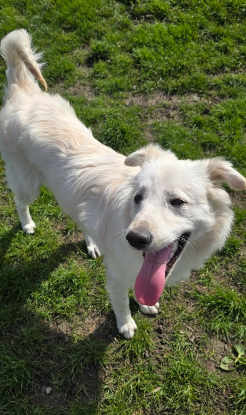 Adoption Elena