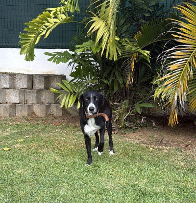 Adopter Tiana