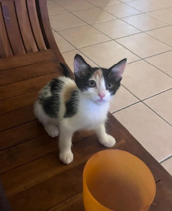 Adopter Cati