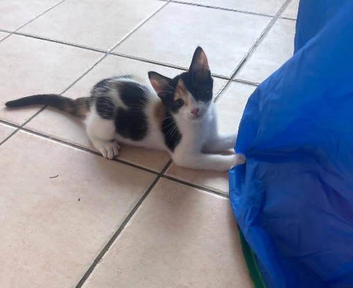 Adopter Cati