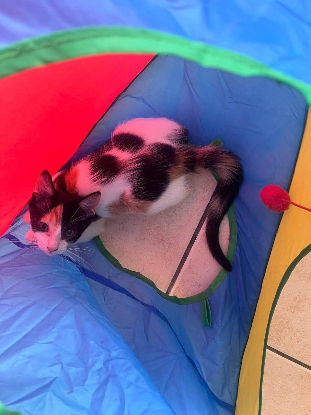 Adopter Cati
