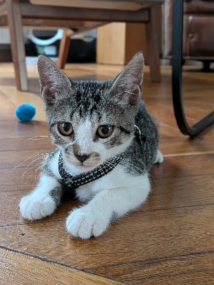 Adopter Berlioz