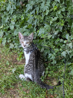 Adopter Berlioz