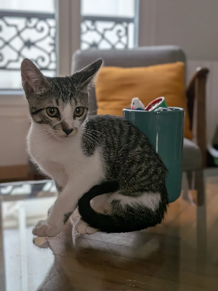 Adopter Berlioz
