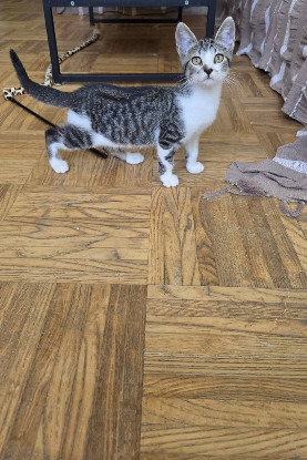 Adoption Berlioz