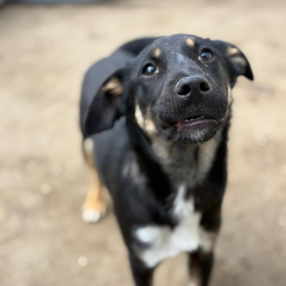 Adopter Mira