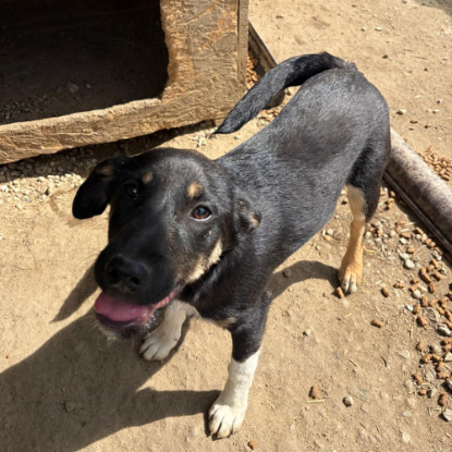 Adopter Mira