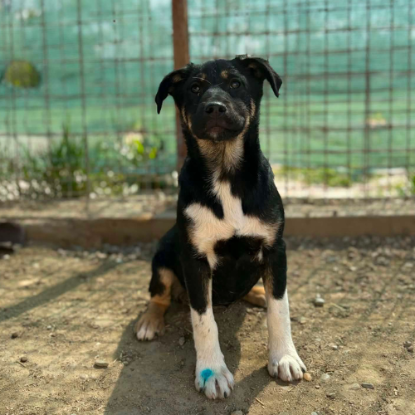 Adopter Mira